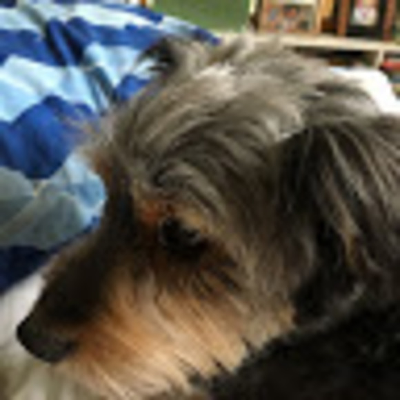 Meet your Posher, Dan - Picture 1 of 1